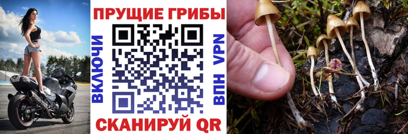 Купить где  Истра  Псилоцибиновые грибы мухоморы 